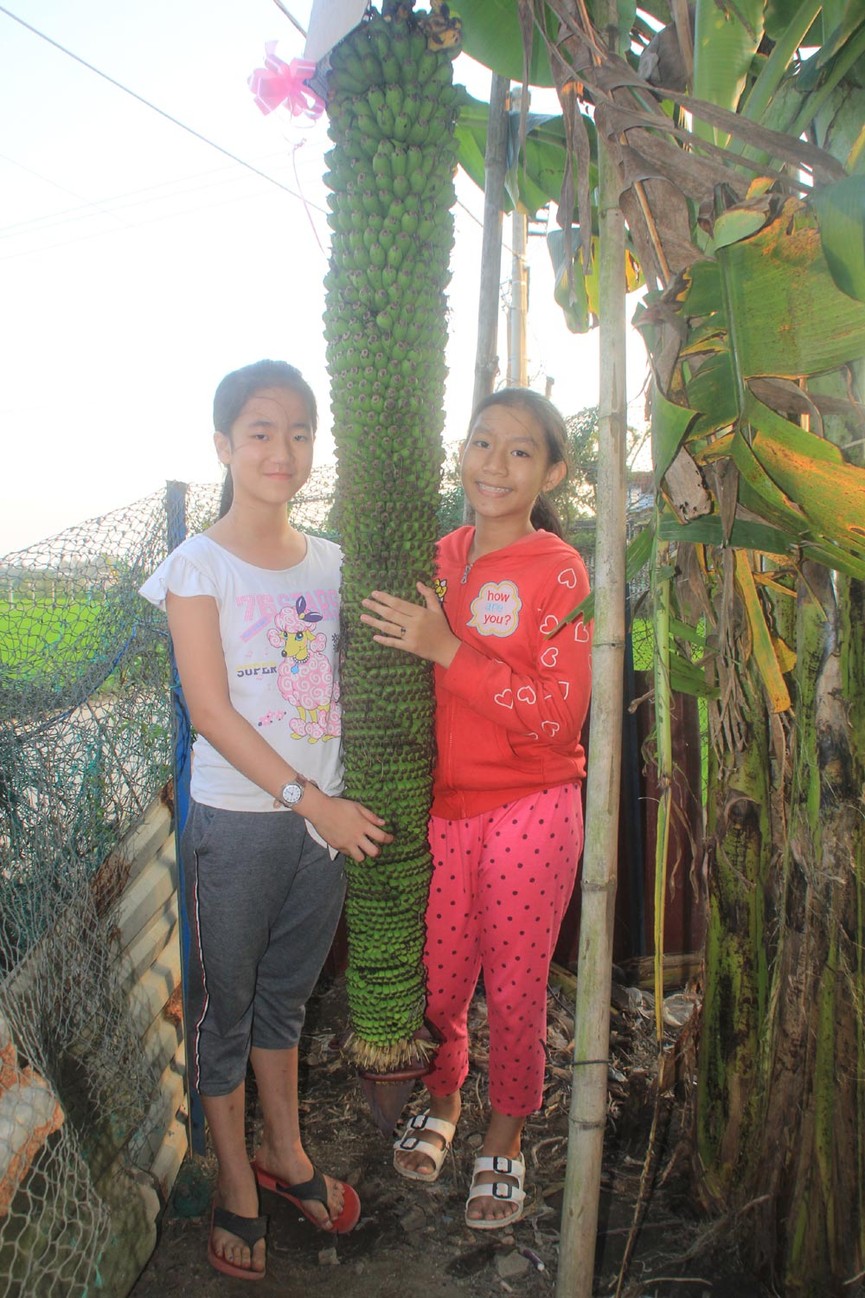 Laj lùng buồng chuối ra trái