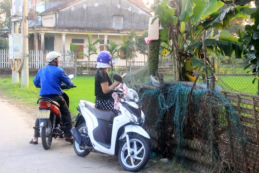 Laj lùng buồng chuối ra trái