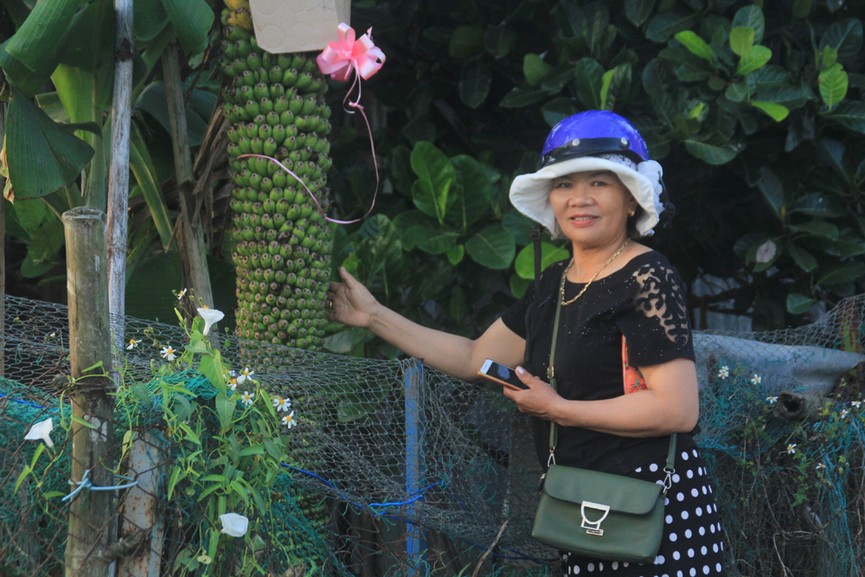 Laj lùng buồng chuối ra trái