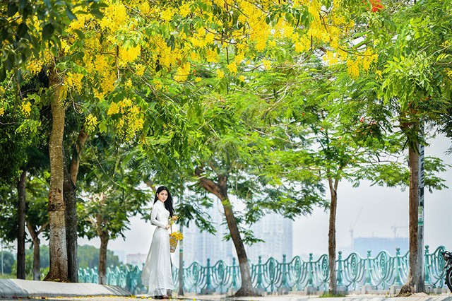 'Hot girl tráng bánh mướt' xứ Nghệ đẹp dịu dàng dưới tán hoàng yến - ảnh 10