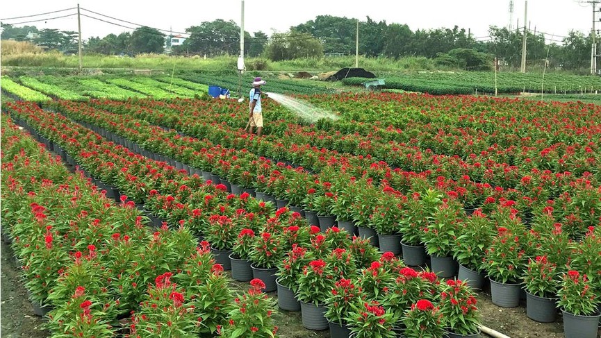 Làng hoa lớn nhất Sài Gòn tất bật vào mùa Tết - ảnh 1