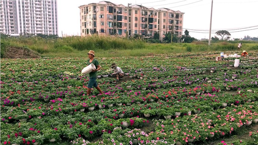 Làng hoa lớn nhất Sài Gòn tất bật vào mùa Tết - ảnh 2