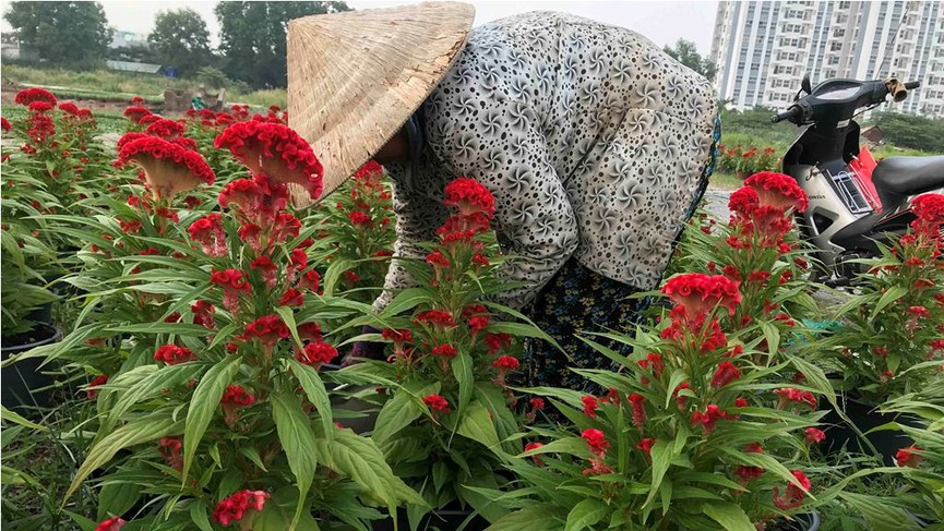 Làng hoa lớn nhất Sài Gòn tất bật vào mùa Tết - ảnh 4