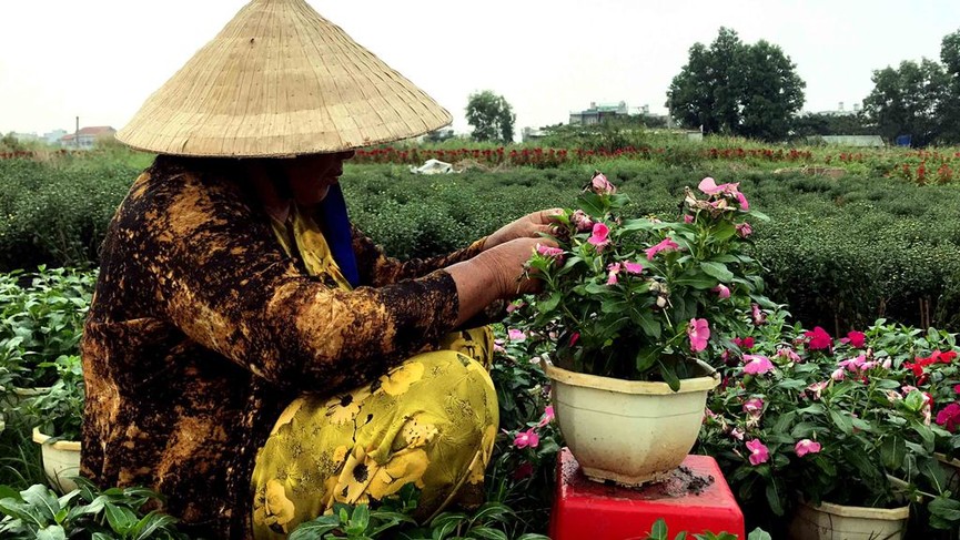 Làng hoa lớn nhất Sài Gòn tất bật vào mùa Tết - ảnh 5