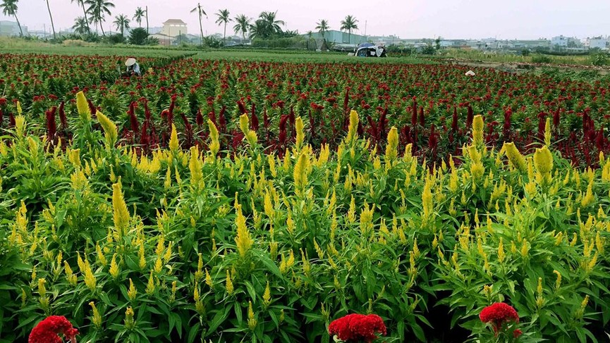 Làng hoa lớn nhất Sài Gòn tất bật vào mùa Tết - ảnh 8