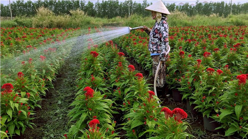 Làng hoa lớn nhất Sài Gòn tất bật vào mùa Tết - ảnh 9