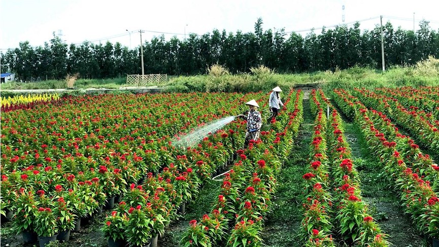 Làng hoa lớn nhất Sài Gòn tất bật vào mùa Tết - ảnh 10