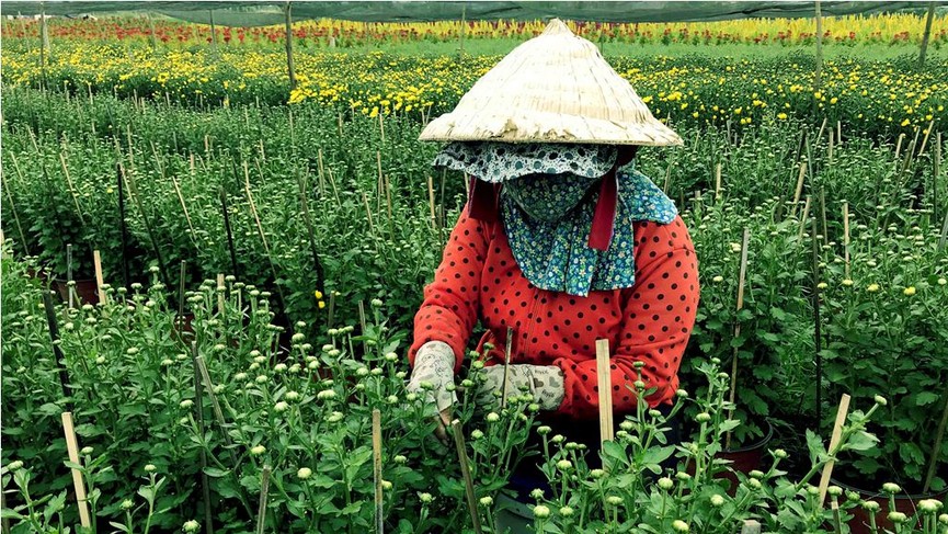 Làng hoa lớn nhất Sài Gòn tất bật vào mùa Tết - ảnh 11