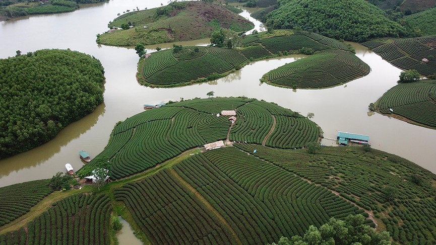 Đảo chè Thanh Chương tuyệt đẹp qua góc quay flycam - ảnh 7