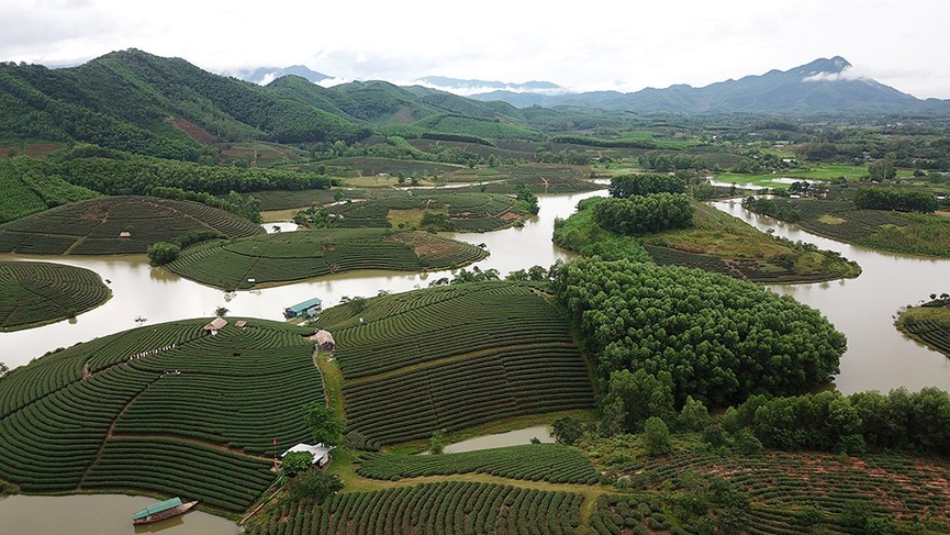 Đảo chè Thanh Chương tuyệt đẹp qua góc quay flycam - ảnh 10
