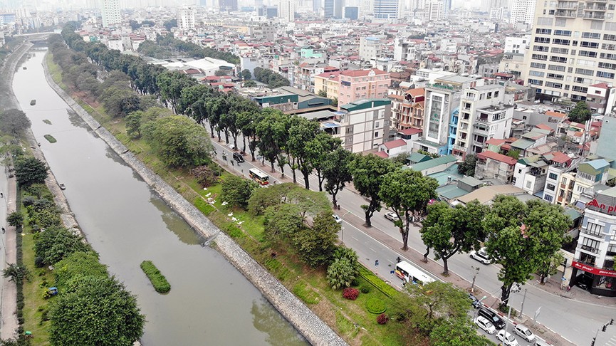 500 cây xanh trên đường Láng trước ngày chặt hạ, di chuyển - ảnh 1