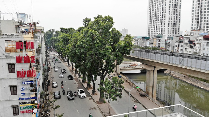 500 cây xanh trên đường Láng trước ngày chặt hạ, di chuyển - ảnh 3