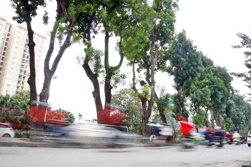 500 cây xanh trên đường Láng trước ngày chặt hạ, di chuyển - ảnh 4