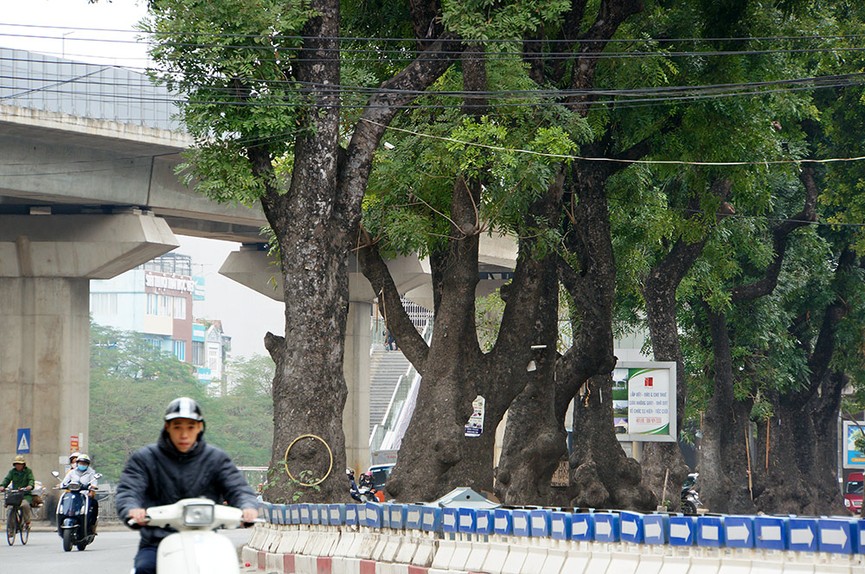 500 cây xanh trên đường Láng trước ngày chặt hạ, di chuyển - ảnh 5