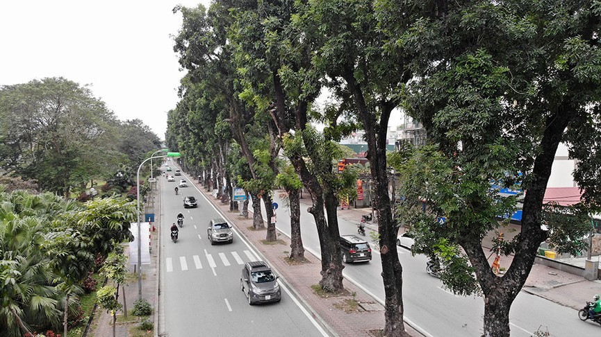 500 cây xanh trên đường Láng trước ngày chặt hạ, di chuyển - ảnh 6