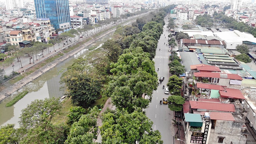 500 cây xanh trên đường Láng trước ngày chặt hạ, di chuyển - ảnh 9
