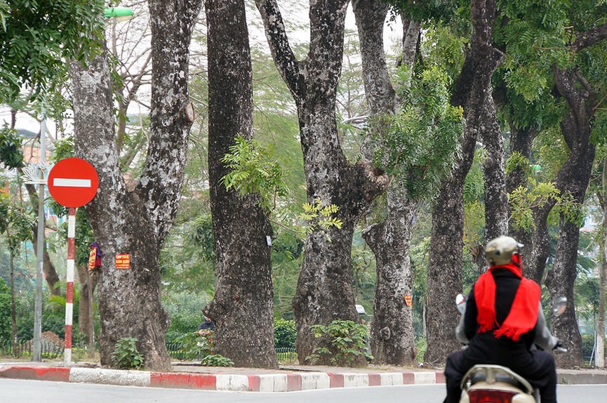 500 cây xanh trên đường Láng trước ngày chặt hạ, di chuyển - ảnh 11