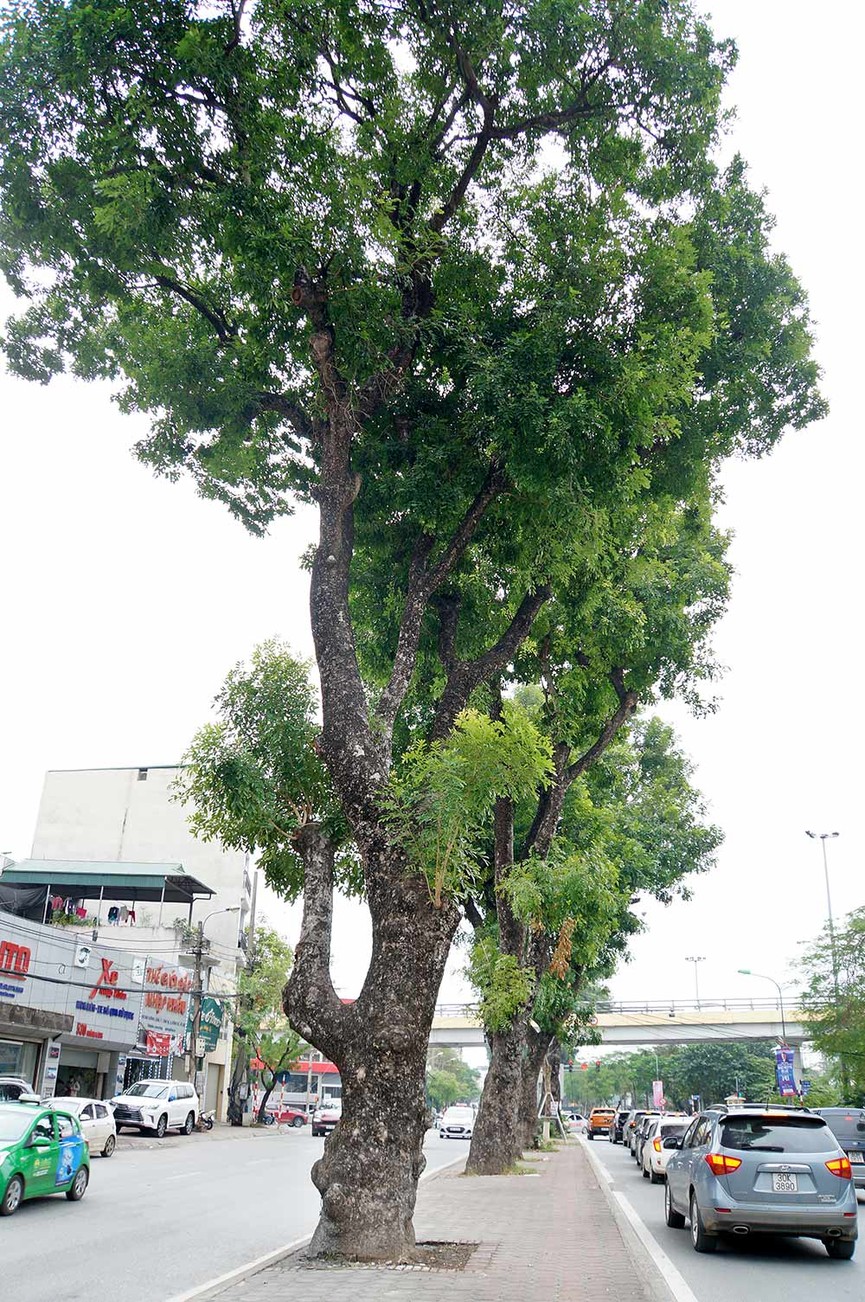 500 cây xanh trên đường Láng trước ngày chặt hạ, di chuyển - ảnh 12