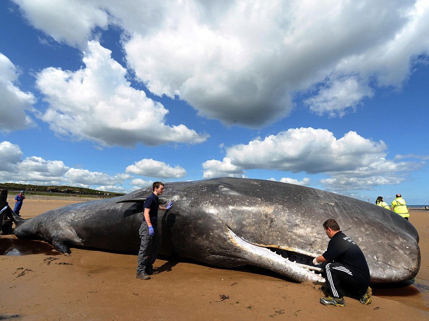 Cá voi khổng lồ 20 tấn chết vì mắc cạn