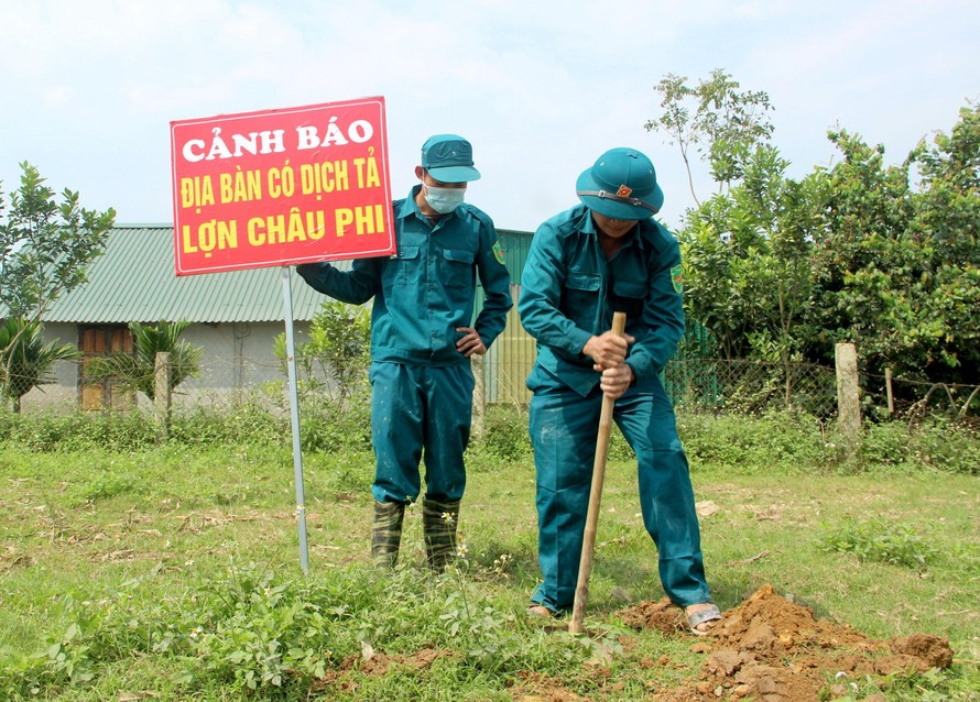 Một huyện của Nghệ An tiêu hủy gần 150 tấn lợn bị dịch tả Châu Phi