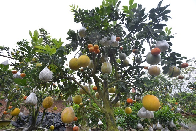 Trái cây lạ ở thị trường phía Bắc năm nay chủ yếu vẫn là các loại cây có nhiều quả. Ảnh: Ngọc Lan