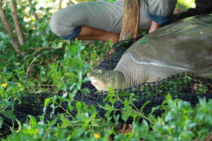 Các nhà bảo tồn của Chương trình Bảo tồn rùa Châu Á đã tìm ra nhiều vùng nước có khả năng tồn tại loài rùa Hoàn Kiếm. Trong ảnh là cá thể rùa Hoàn Kiếm vừa được bẫy bắt và xác định giới tính ở hồ Đồng Mô. Ảnh: ATP