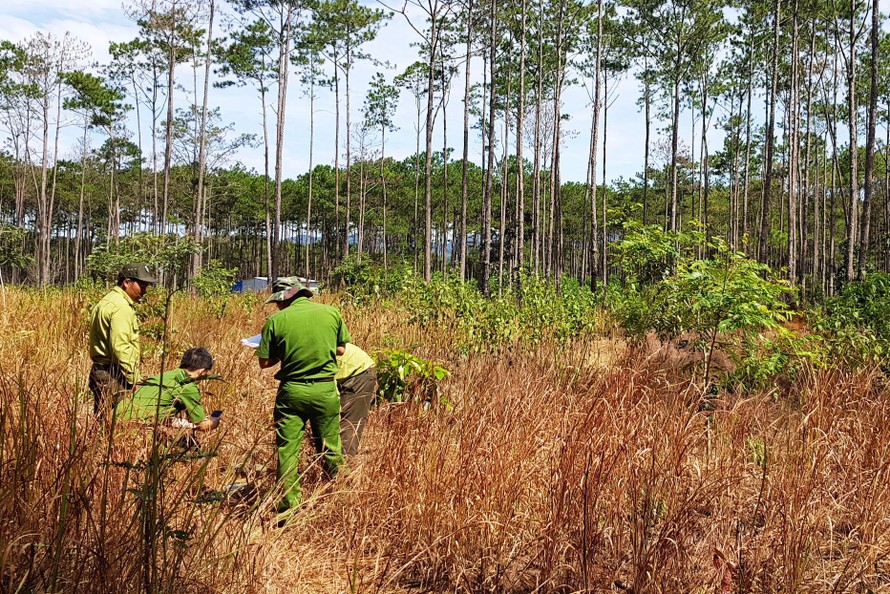 Lực lượng chức năng kiểm tra hiện trạng rừng