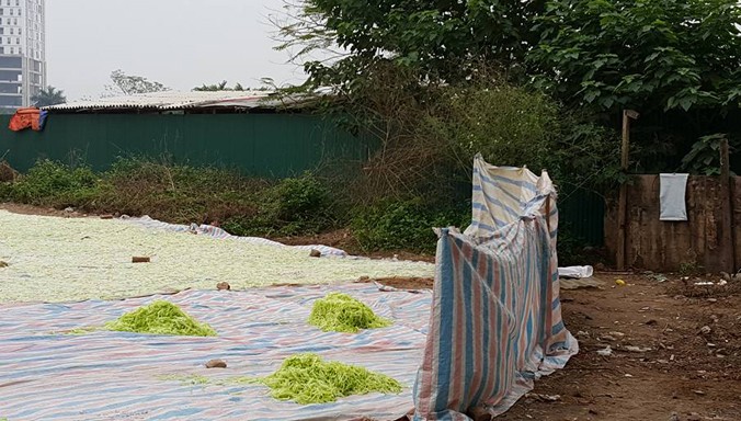 Hàng trăm kilogam nguyên liệu làm mứt phơi ngay cạnh nhà vệ sinh tại làng nghề Xuân Tảo, quận Bắc Từ Liêm, Hà Nội. Ảnh: Minh Châu.