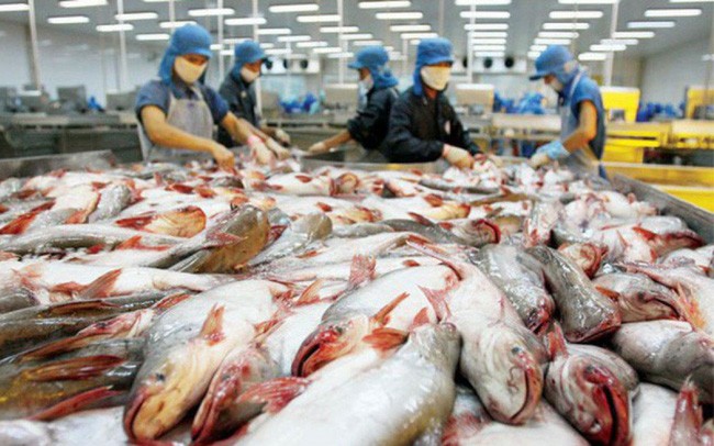 Xuất khẩu cá tra sang Trung Quốc sụt giảm mạnh