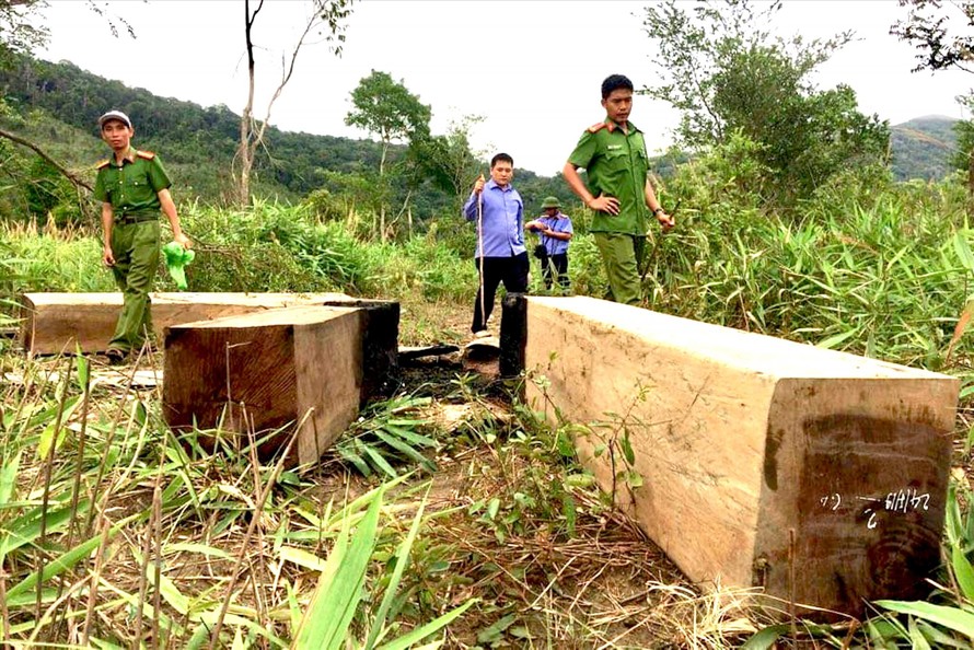 Phóng viên báo Tiền Phong dẫn lực lượng chức năng vào hiện trường vụ lâm tặc tàn phá cánh rừng giáp ranh giữa huyện Ia Pa và Kông Chro ở Gia Lai