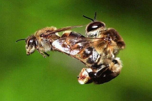Bí mật thú vị về 'bãi yêu' ong mật đực đợi ong chúa đến giao phối