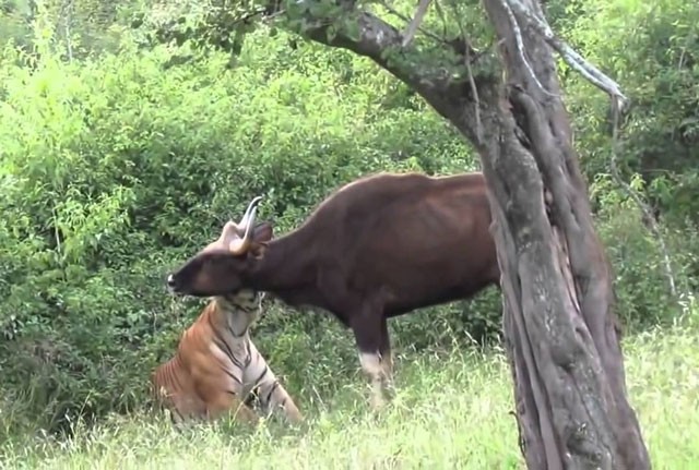VIDEO: Hổ trổ tài săn bò tót cực kỳ điêu luyện