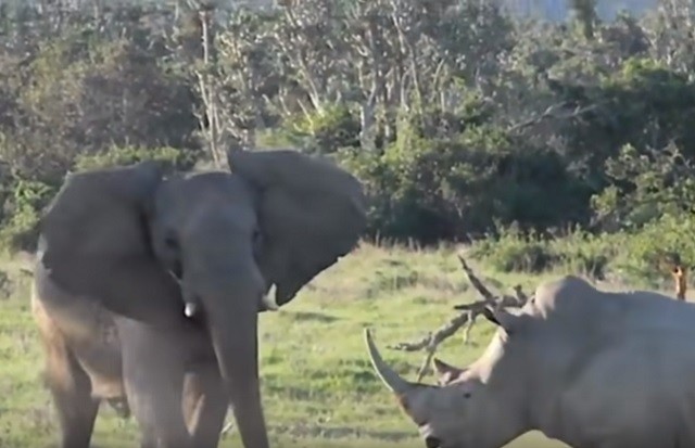 Cận cảnh màn đối đầu gay gắt giữa voi và tê giác