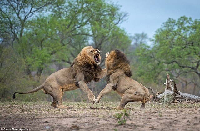 Trâu rừng vô tình cứu nguy cho sư tử đực