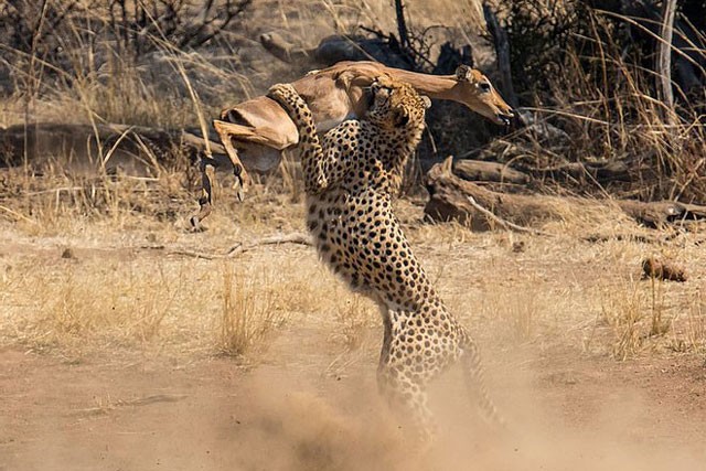 Báo săn vồ linh dương Impala.