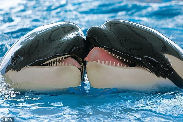 Cá voi sát thủ nhẹ nhàng trao nhau nụ hôn.