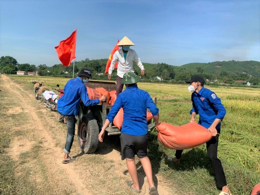 Đoàn xã Bắc Thành đội nắng gặt lúa giúp người dân đang đi cách ly tập trung 