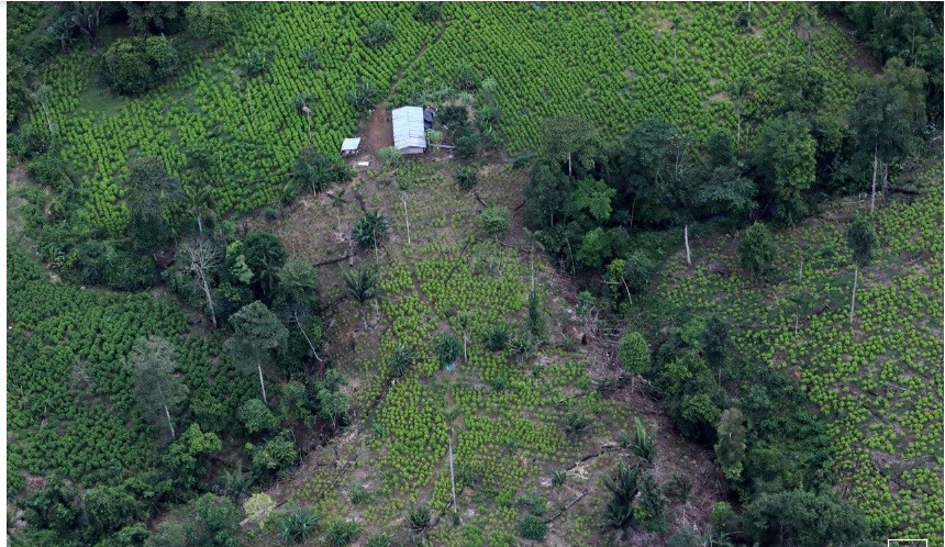 Cánh đồng coca của Colombia chụp từ trên cao.