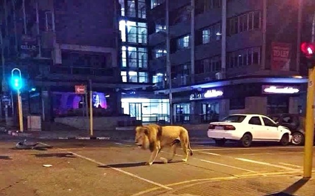 Con sư tử đi trên phố. Ảnh minh họa: Caters News