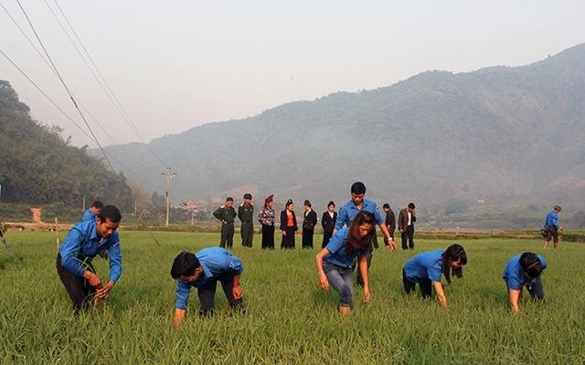 Các trí thức trẻ tình nguyện Ðoàn KT-QP 326 (Quân khu 2) hướng dẫn người dân trồng lúa nước.