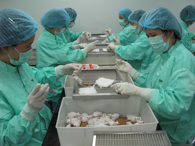 Tín hiệu khả quan khi tiêm vắc-xin ngừa COVID-19 trên chuột tại Việt Nam