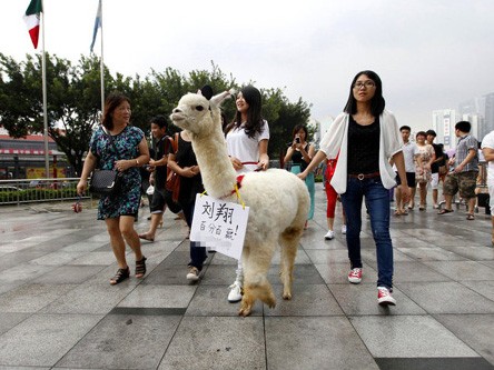 Cừu đi cổ vũ VĐV Olympic