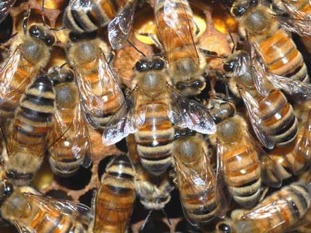 Đường cao tốc ngừng hoạt động vì… ong