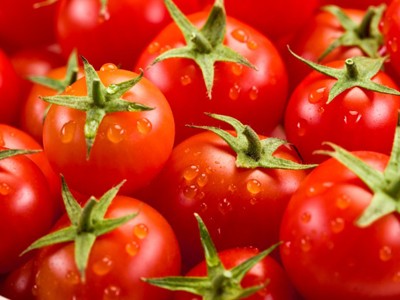 Cà chua biến đổi gene giúp giảm cholesterol