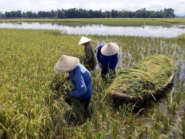 Hàng nghìn héc - ta lúa ngập trong nước lũ