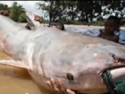 Cá sắp tuyệt chủng đột nhiên xuất hiện ở Việt Nam