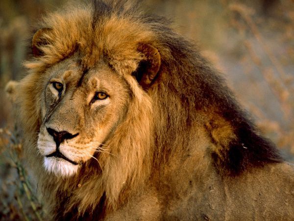 Sư tử tấn công một đôi nam nữ đang "mây mưa" trong bụi rậm ở Châu Phi