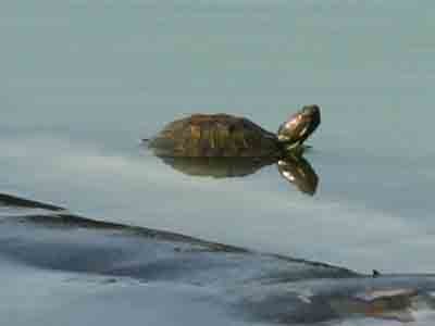Có cách bắt hết rùa tai đỏ ở Hồ Gươm