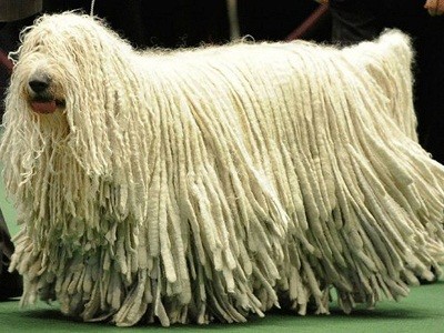 Chú chó có bộ lông ‘khủng’ nhất thế giới