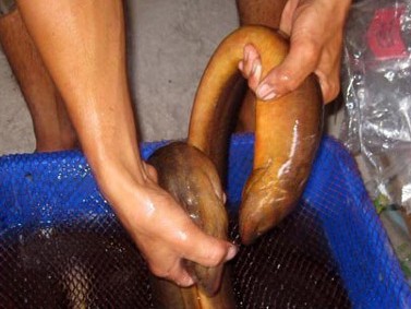 Xem lươn 'cực khủng', bụng màu vàng óng